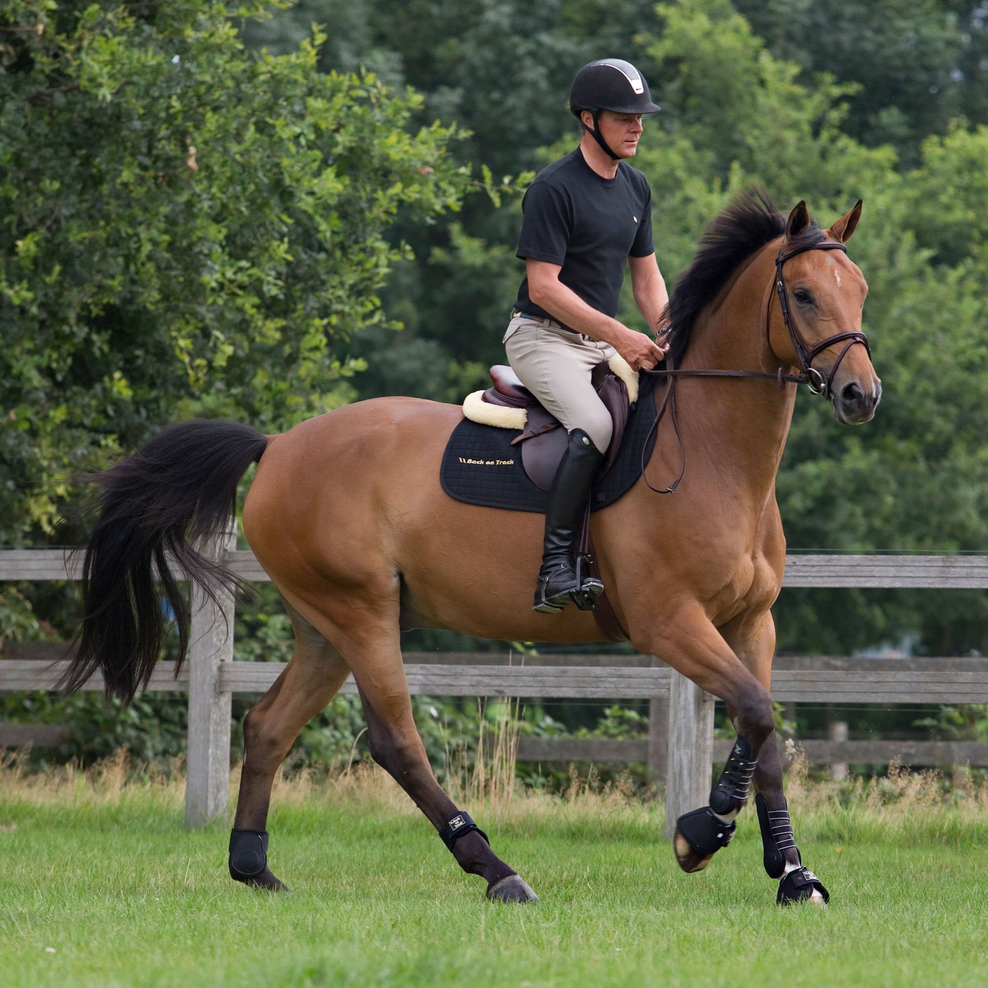 Ridegamacher Royal Work/ Dressur - Back on Track Danmark