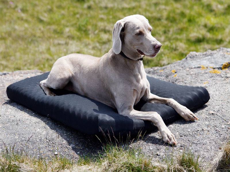 Hundemadras