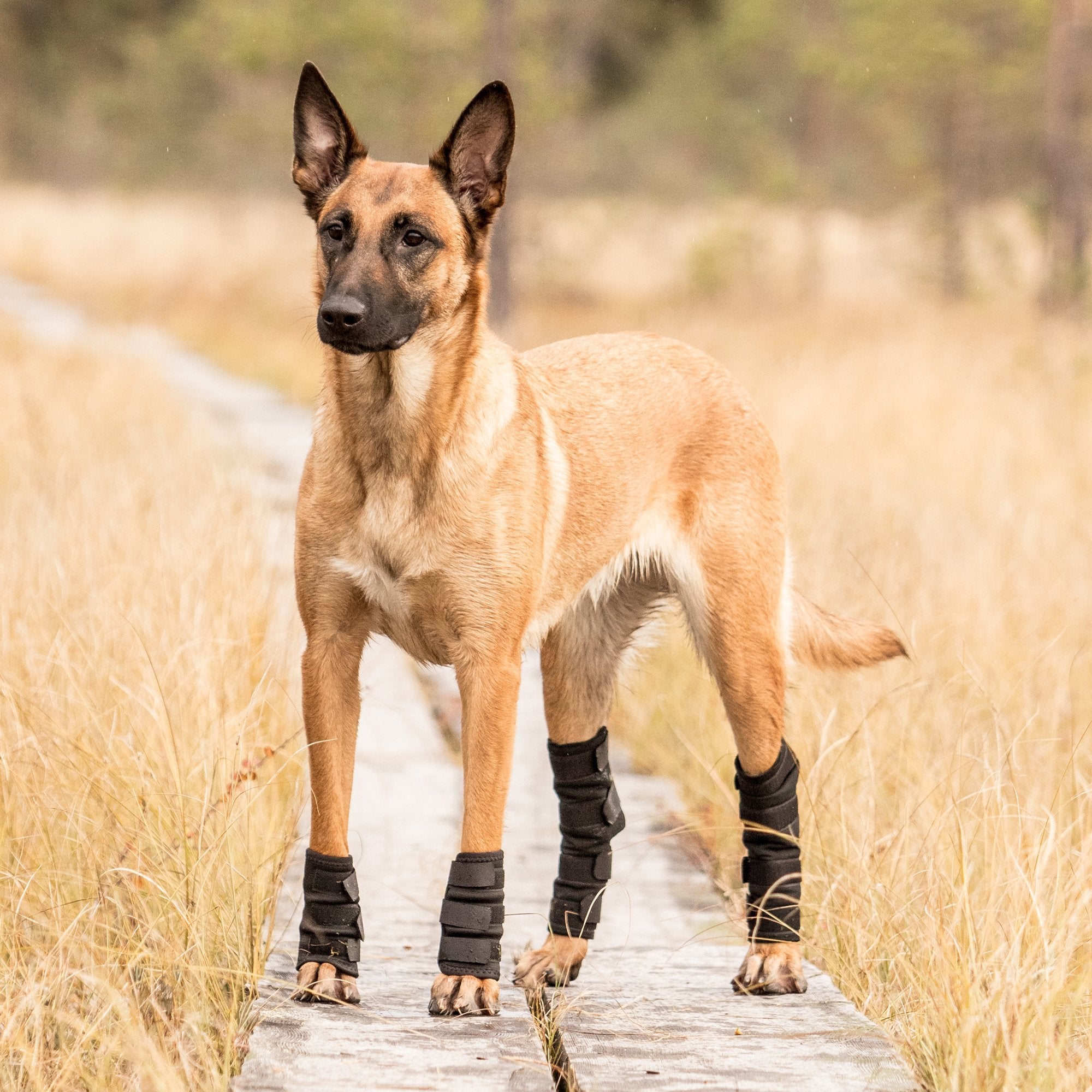 Hundbenskydd - Back on Track Danmark