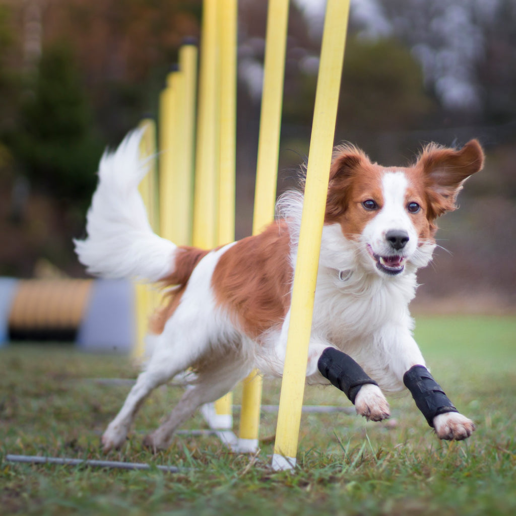 Hundbenskydd - Back on Track Danmark