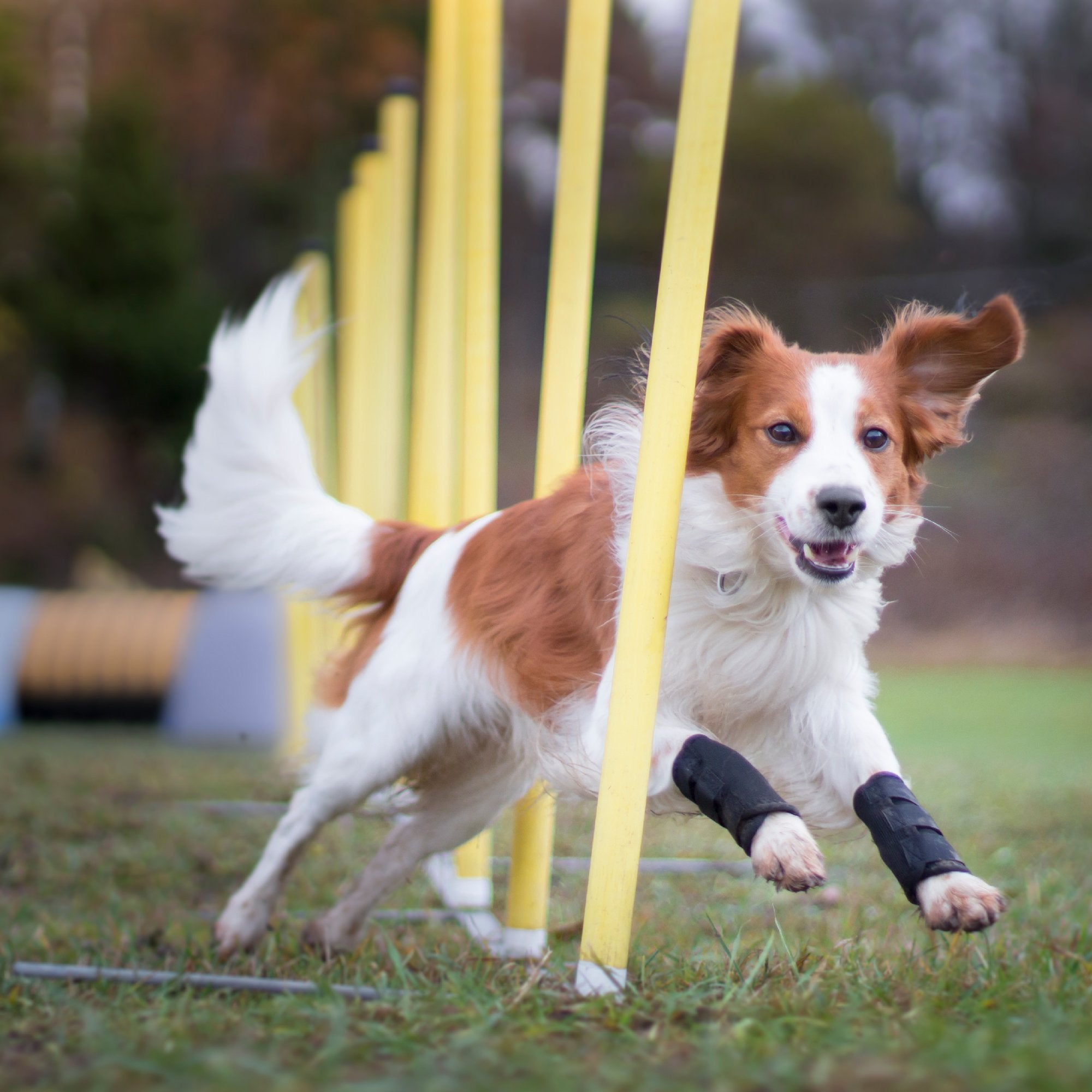 Hundbenskydd - Back on Track Danmark