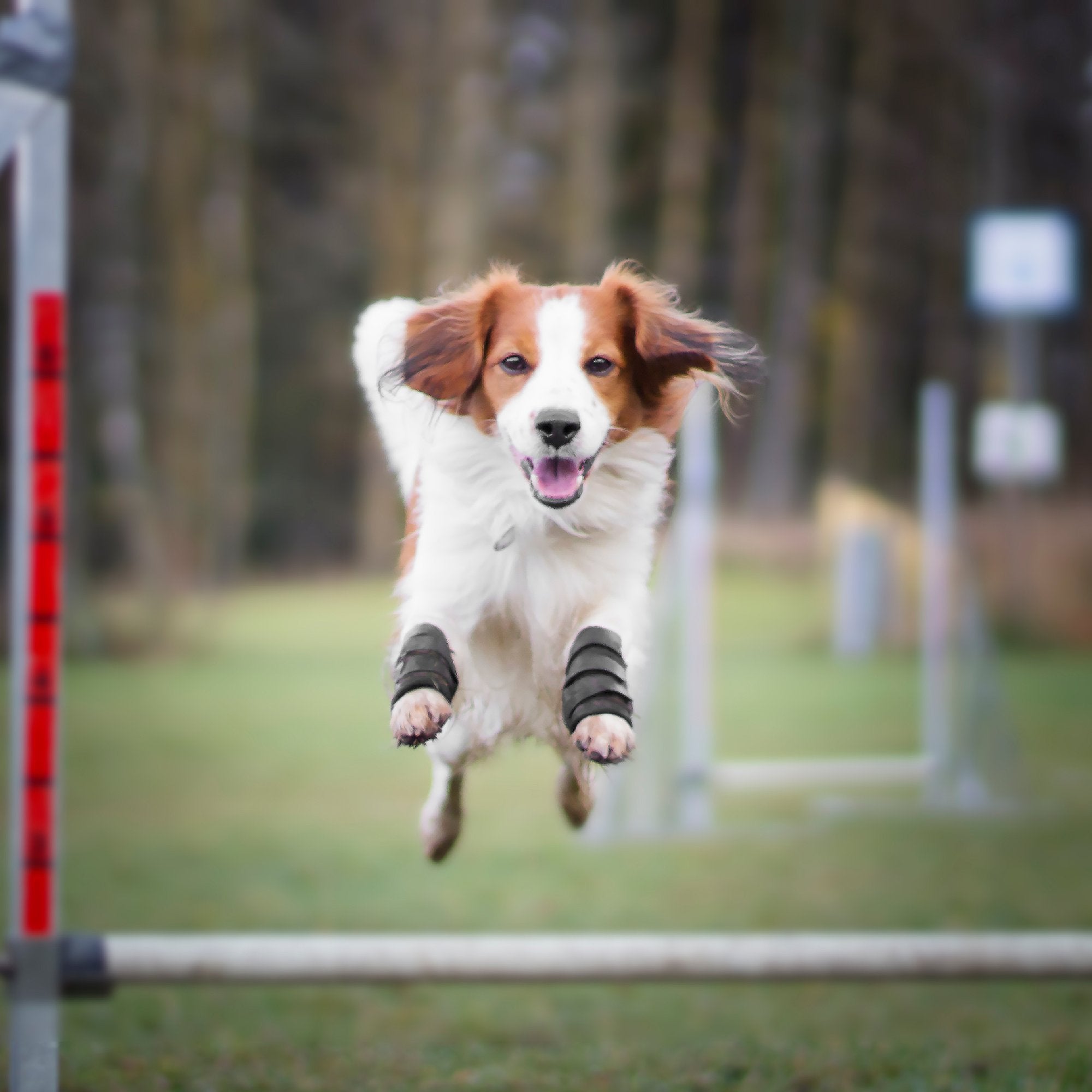Hundbenskydd - Back on Track Danmark
