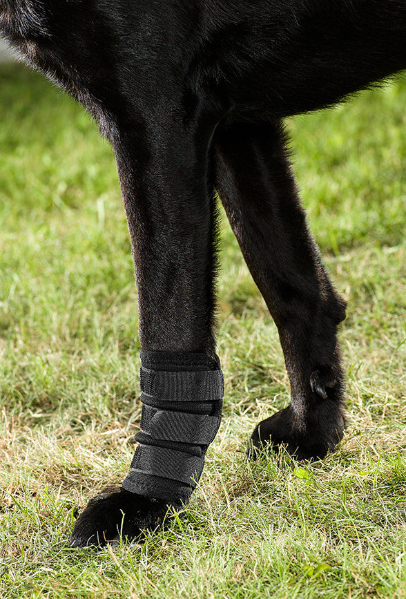 Benbandage hund