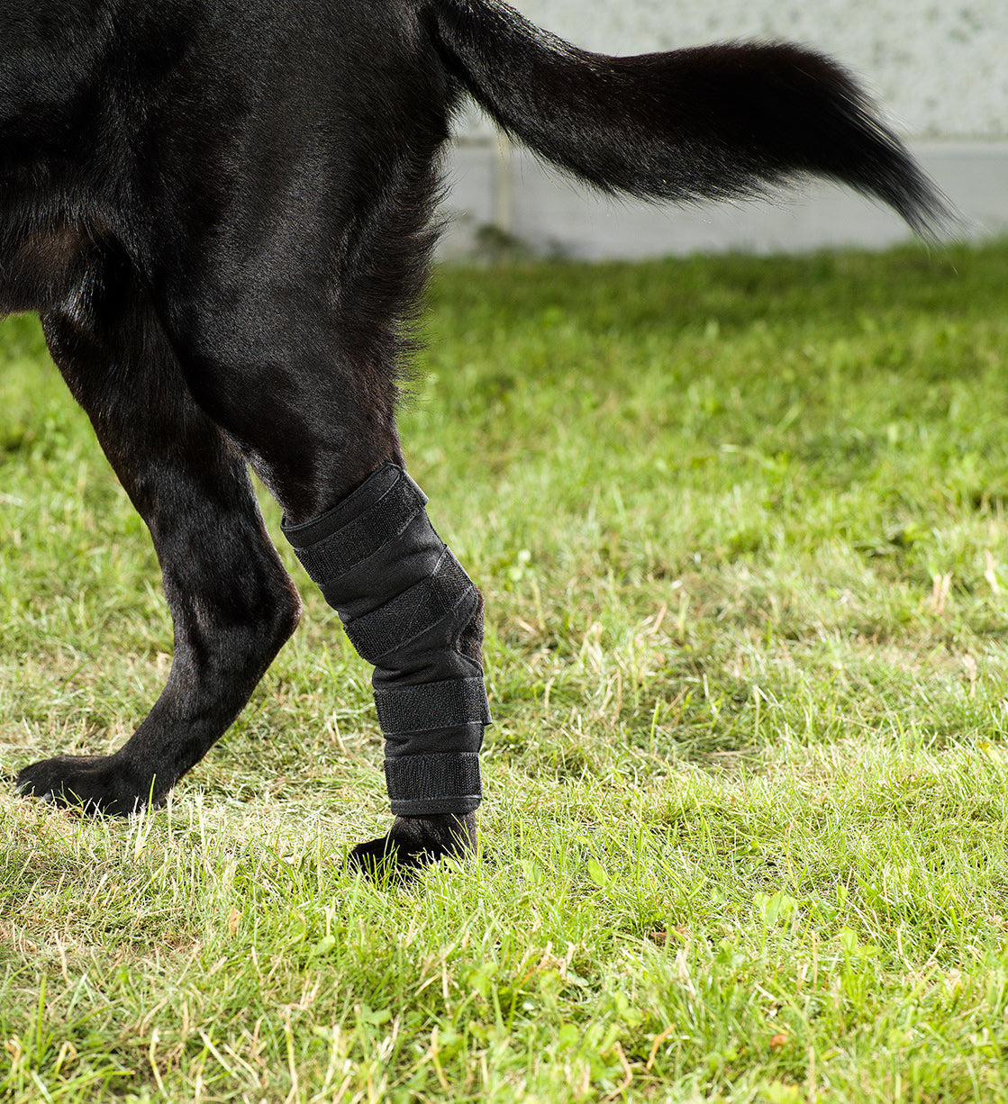 Hasebandage hund
