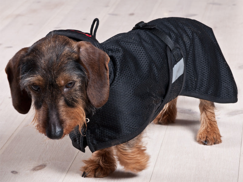 Gravhund Netdækken