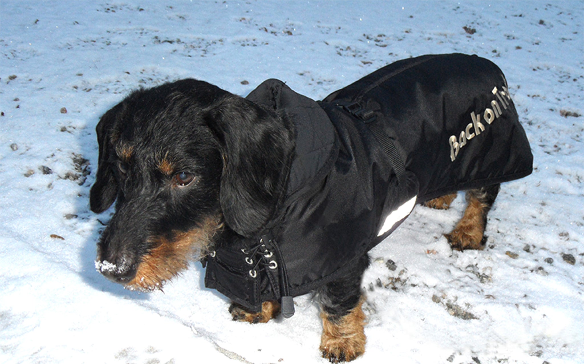 Gravhund Vinterdækken