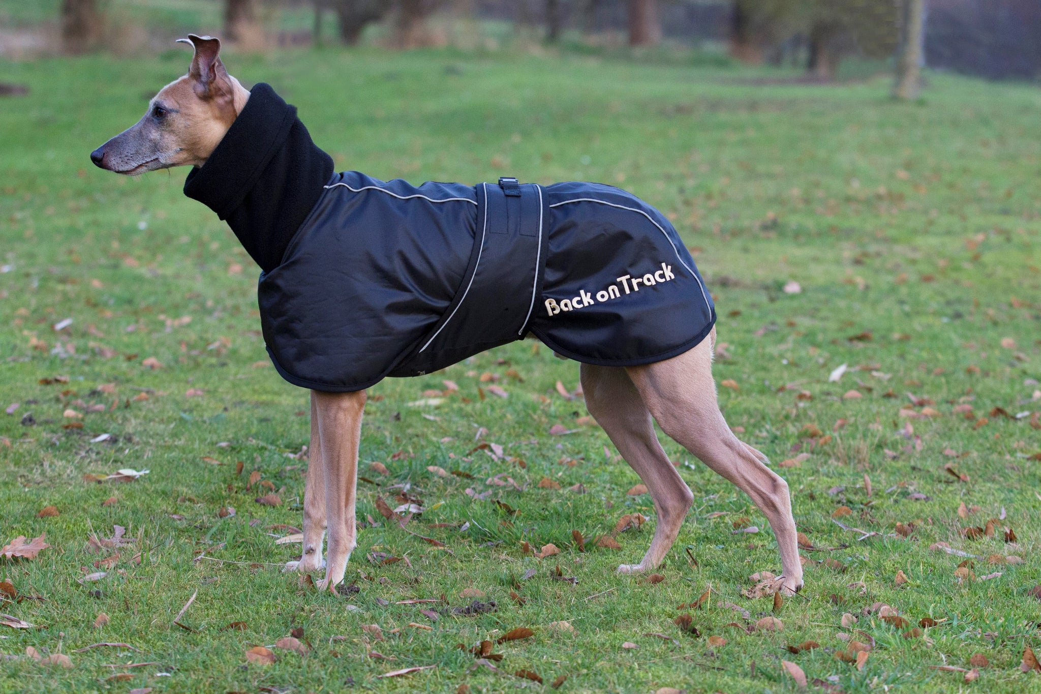 Whippet dækken