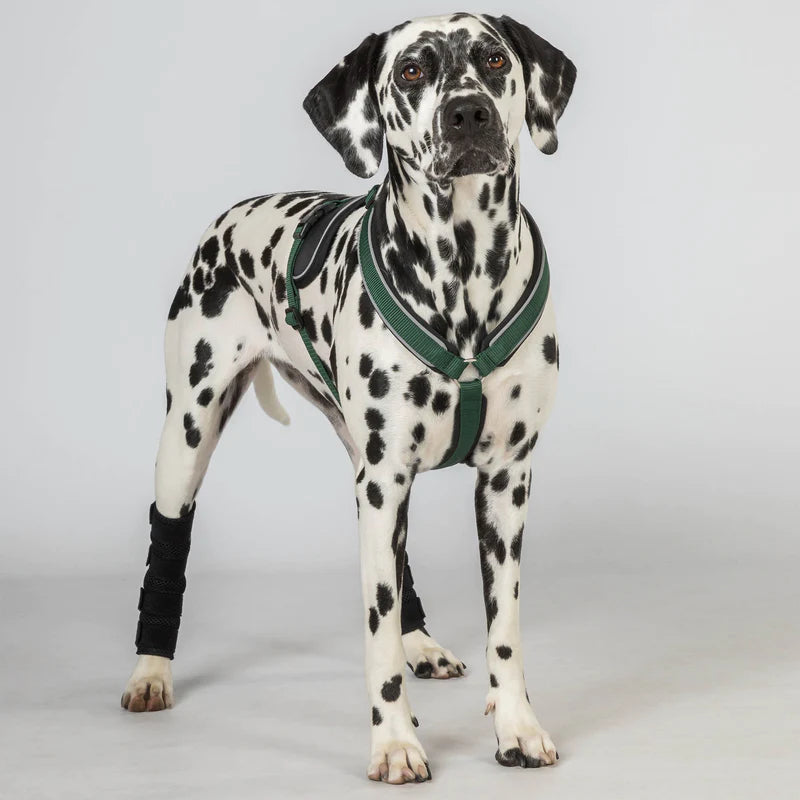 Max hundesele